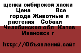 щенки сибирской хаски  › Цена ­ 10 000 - Все города Животные и растения » Собаки   . Челябинская обл.,Катав-Ивановск г.